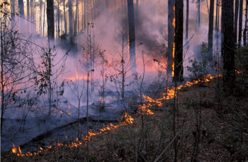 Prescribed fire takes place in a longleaf forest.